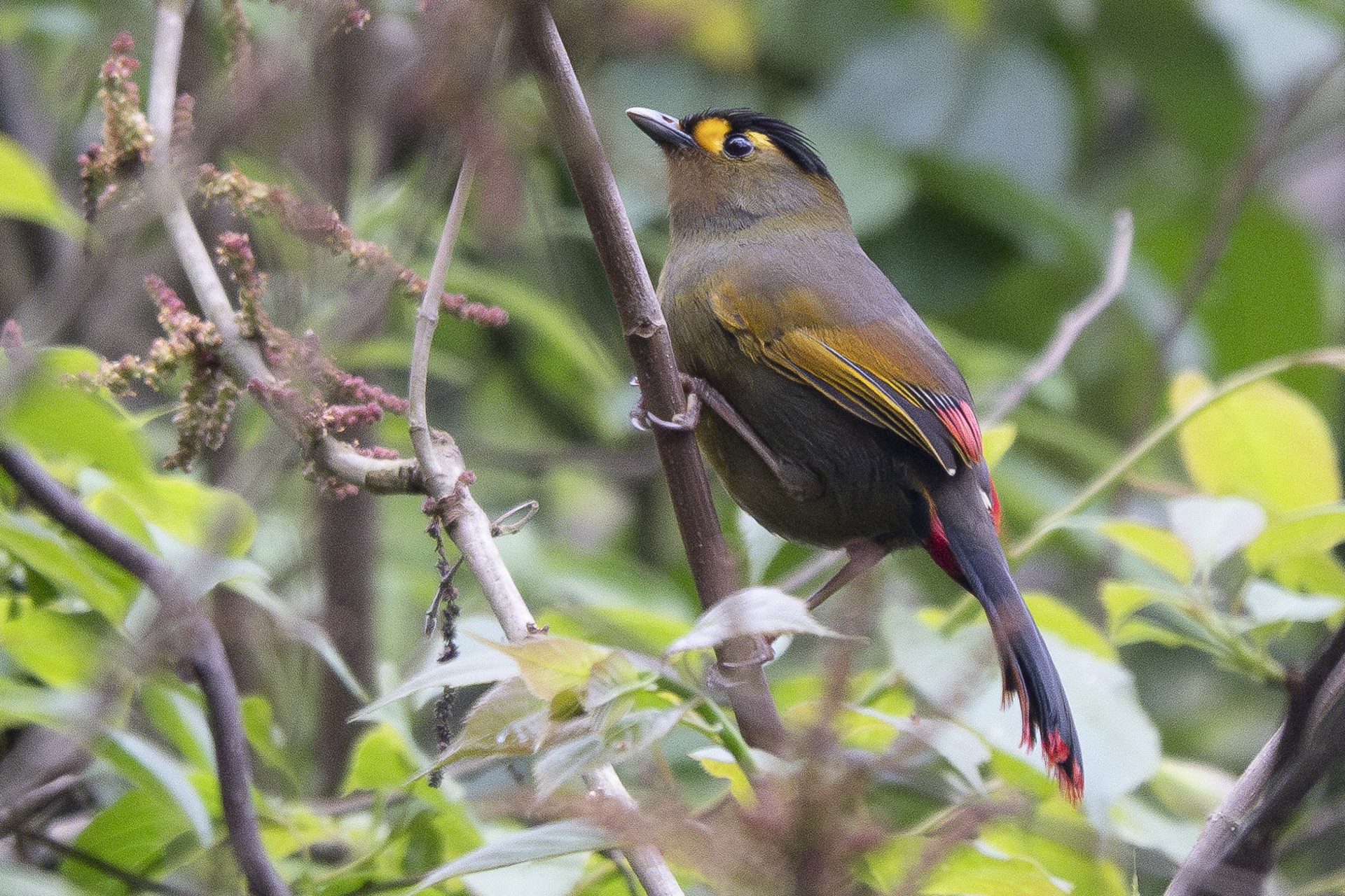 Bugun Liocichla