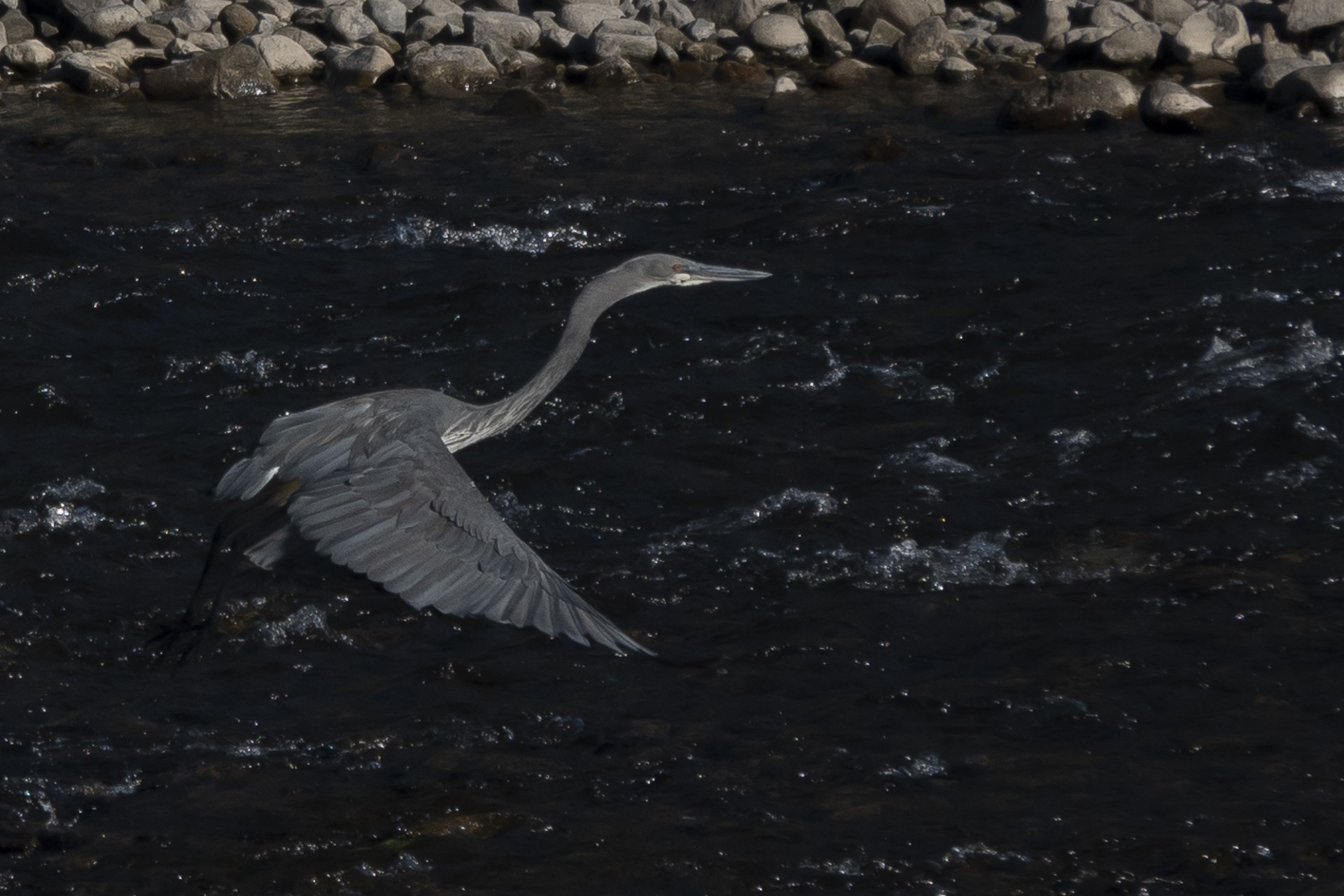 White-bellied Heron