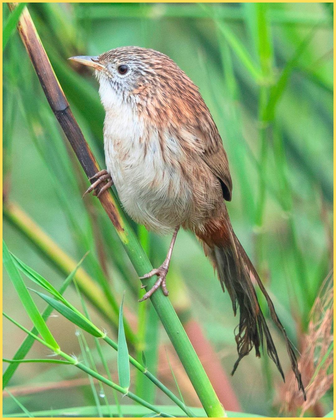 Rufous-vented Grass-Babbler Ottu