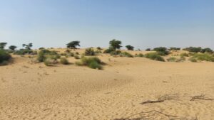 Thar Desert Dunes