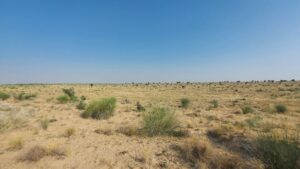 Thar Vegetation - Jaisalmer