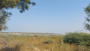 Cranes in Nalsarovar Wetland