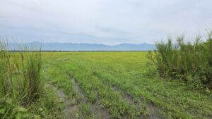 Assam Grasslands
