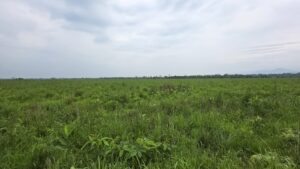 Assam Grasslands