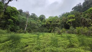 Bompu Camp C Plot Marshes