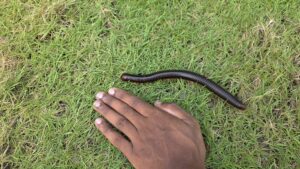 Millipede - Thattekad, Western Ghats