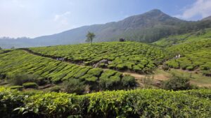 Munnar Tea Estate