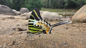 Swordtail Butterfly Western Ghats