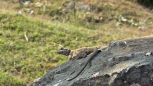 Kashmir Rock Agama