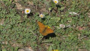 Butterfly Kashmir
