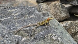 Himalayan Agama, Leh