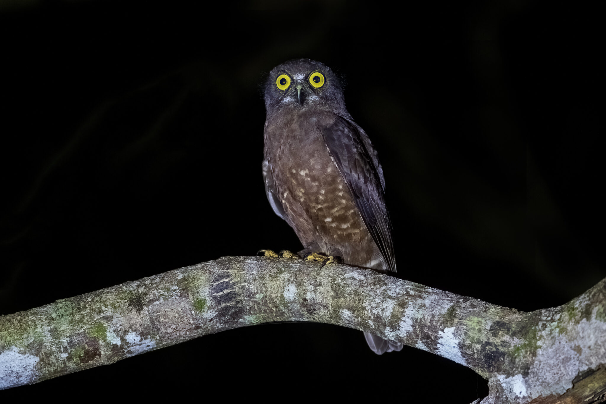 Andaman Hawk-Owl