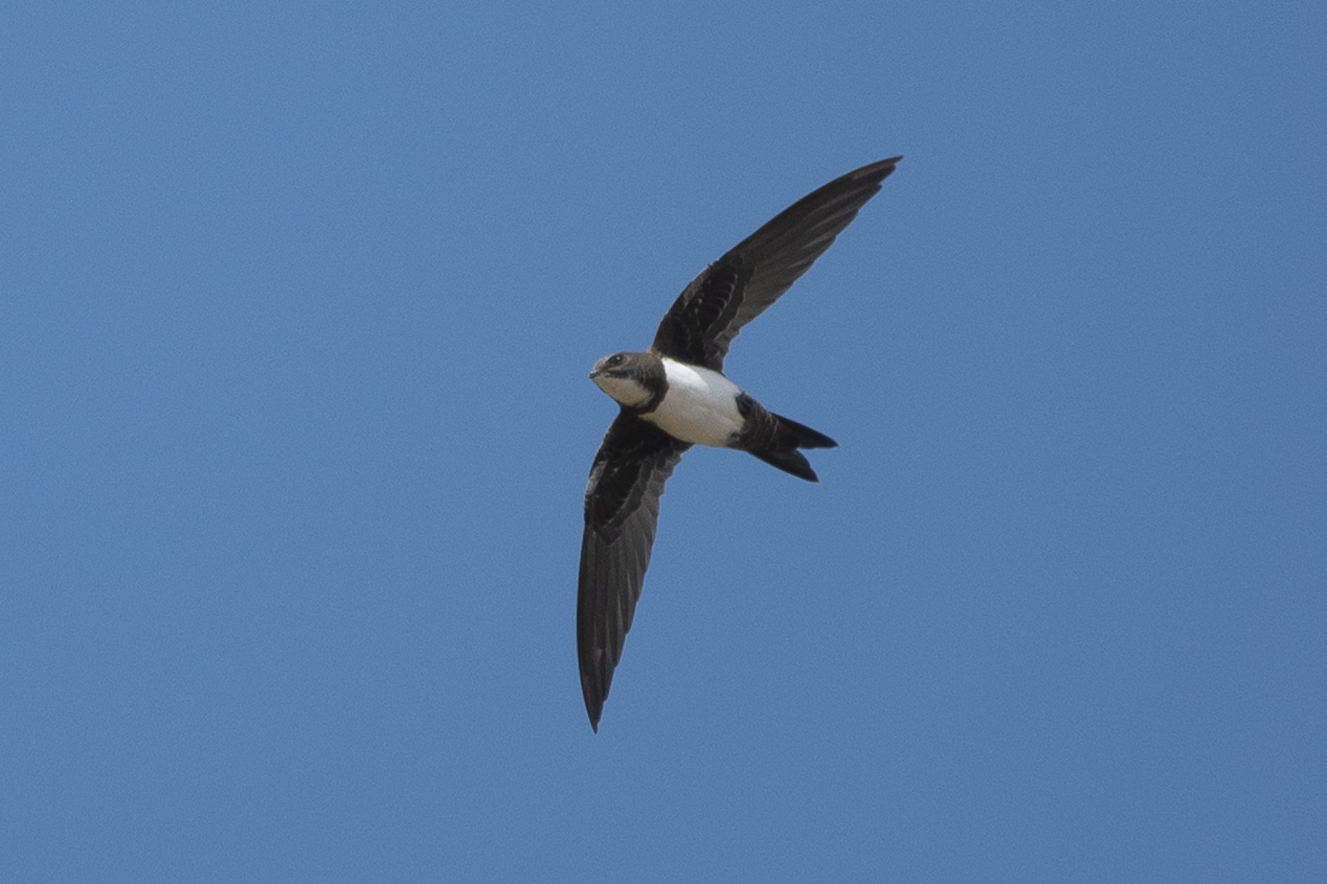 Alpine Swift - Icon Image