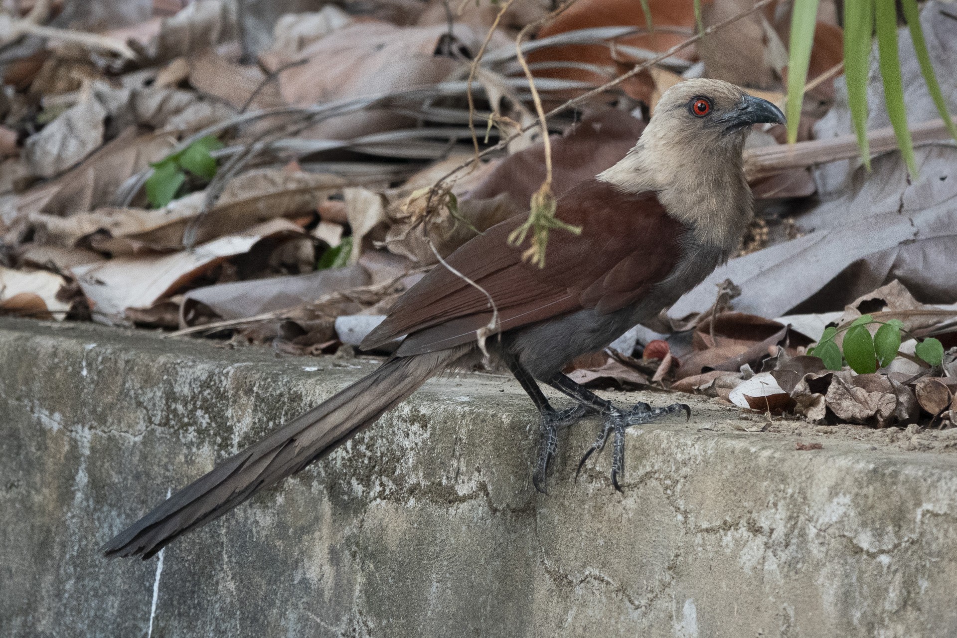 Andaman Coucal