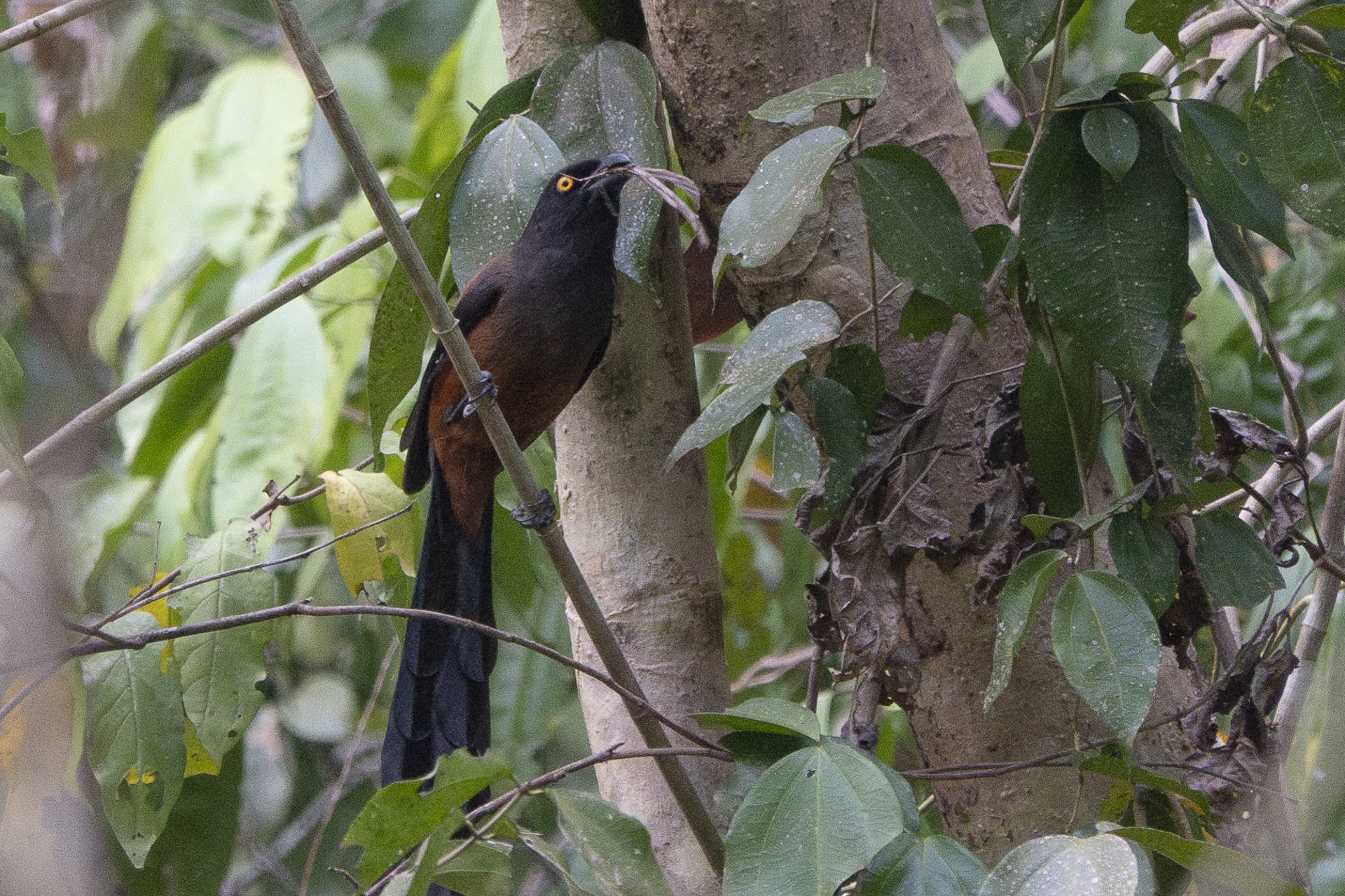 Andaman Treepie