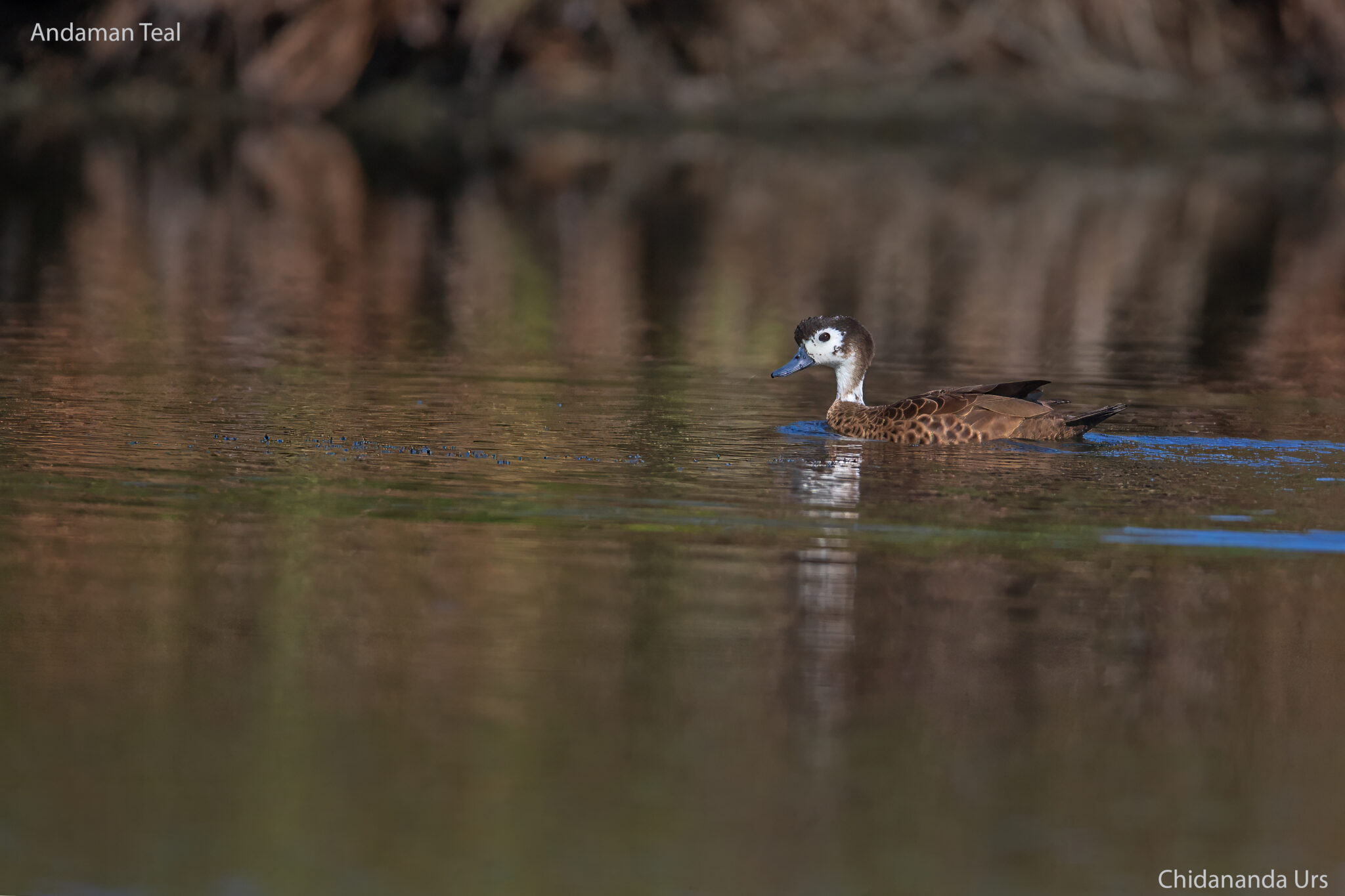 Andaman Teal
