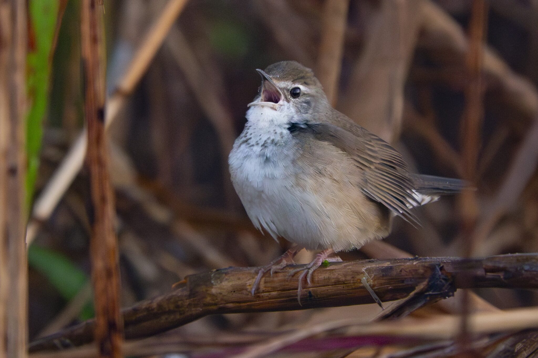 Baikal Bush Warbler
