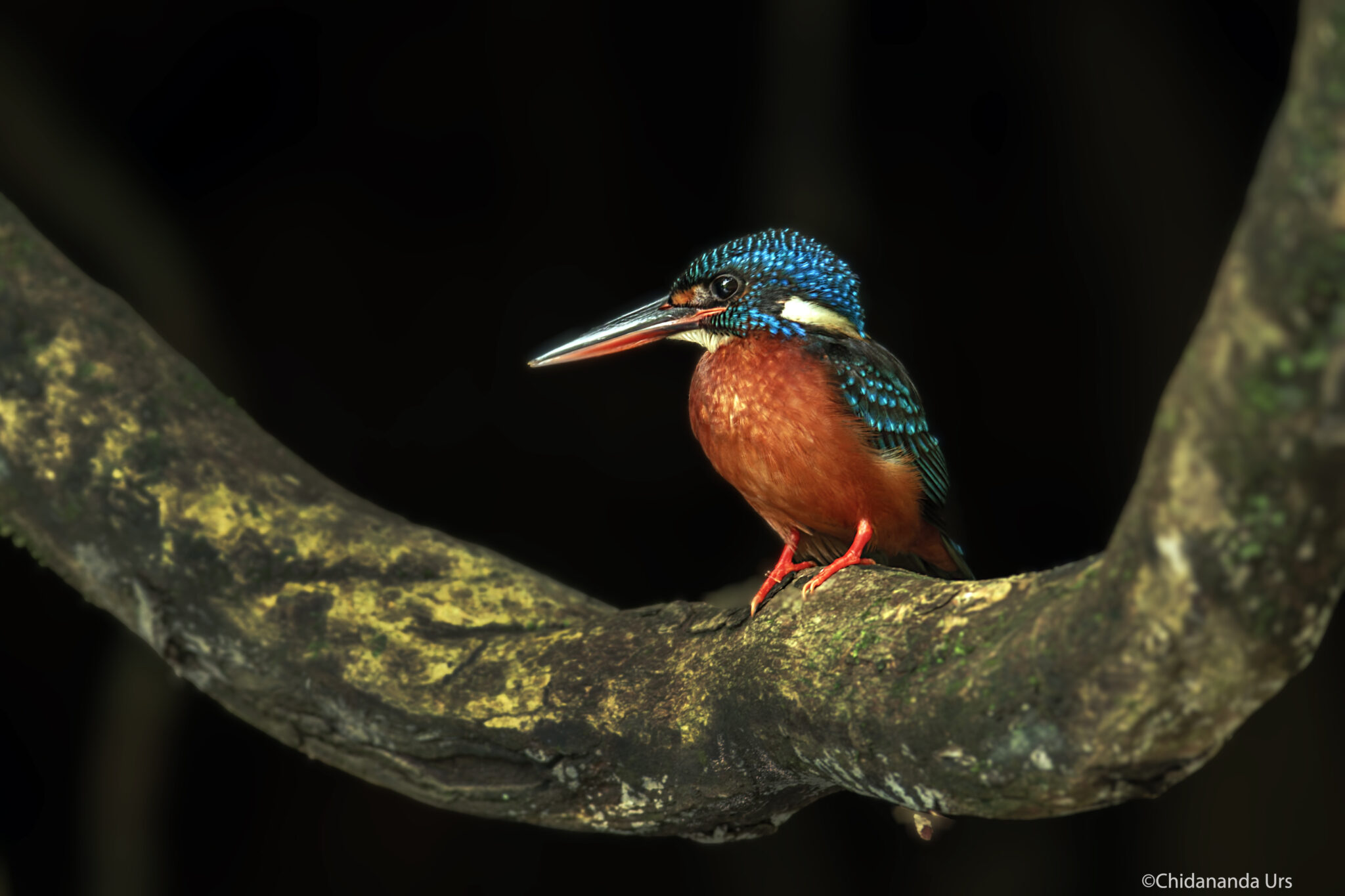 Blue-eared Kingfisher