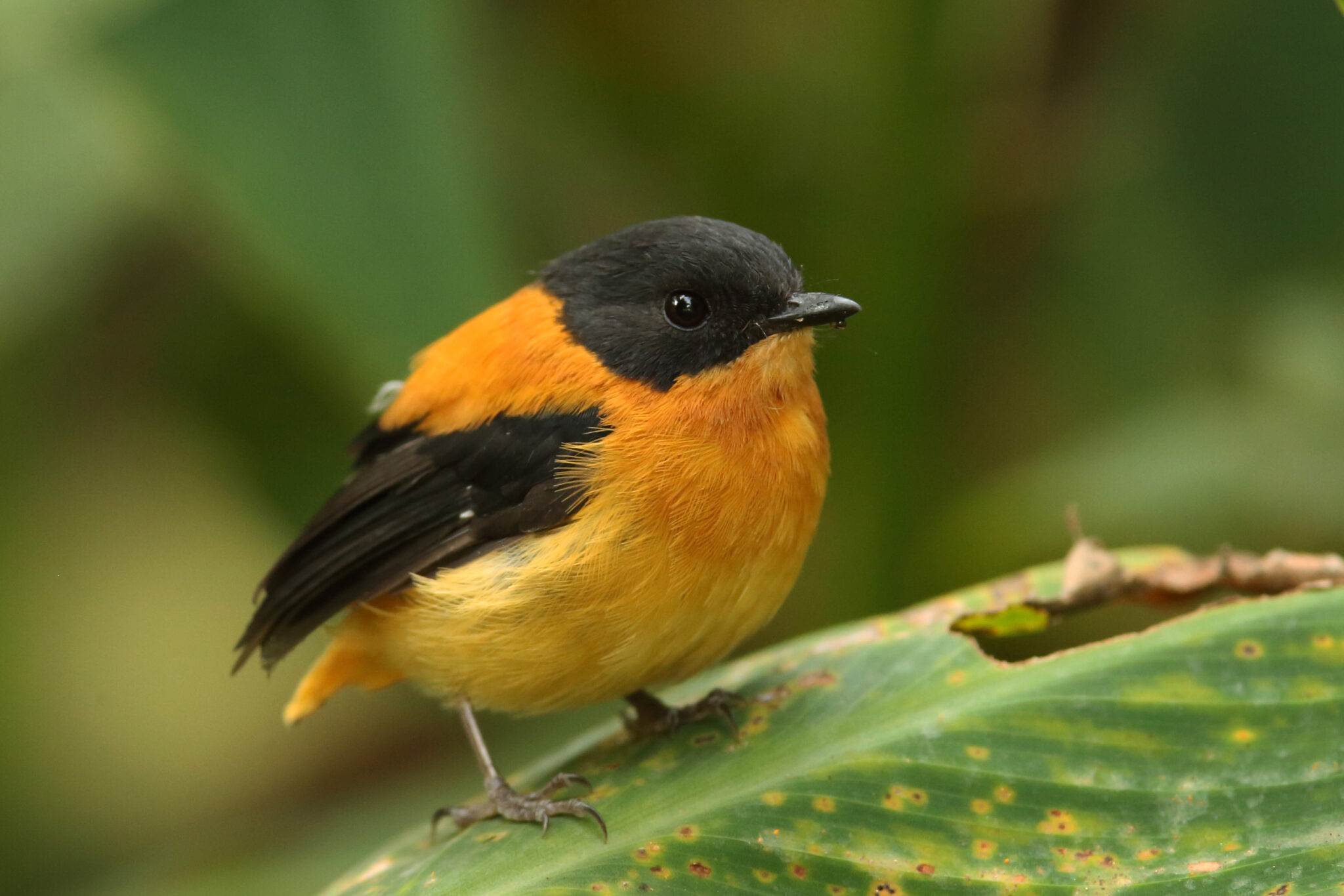 Black and Orange Flycatcher