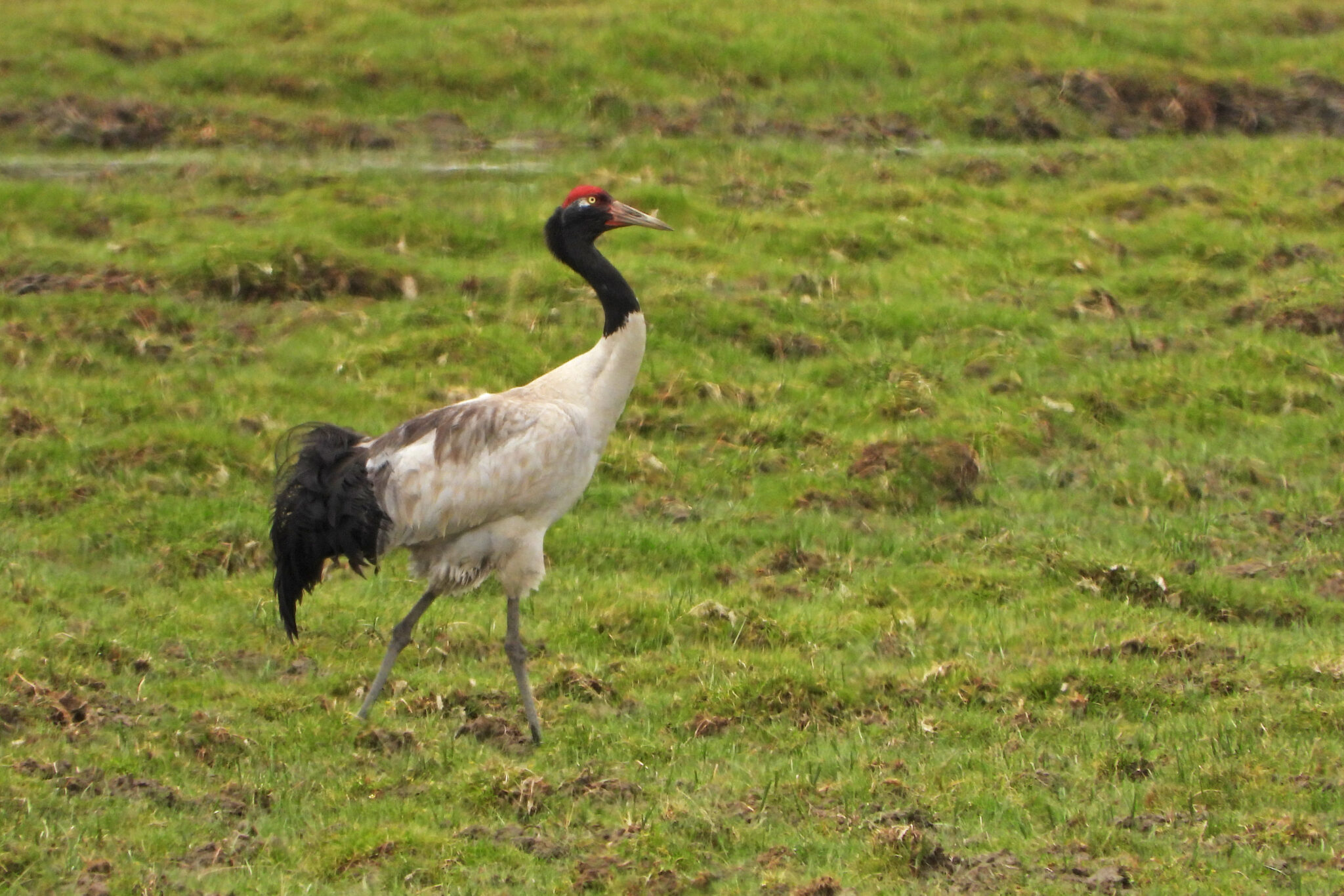 Black-necked Crane