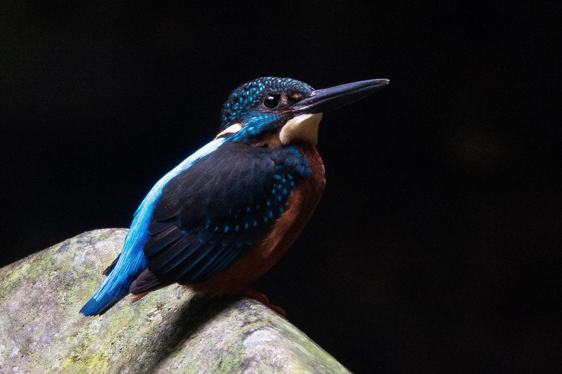Blyth's Kingfisher