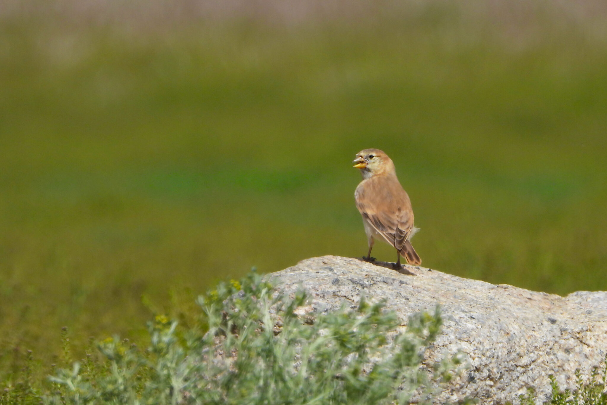 Blanford's Snowfinch