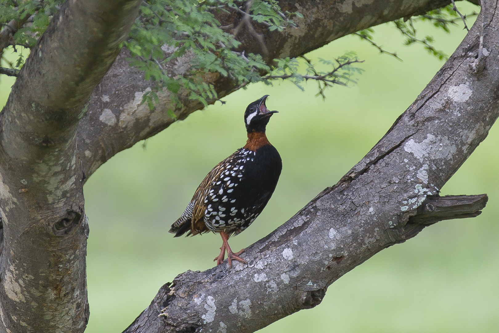 Black Francolin Processed