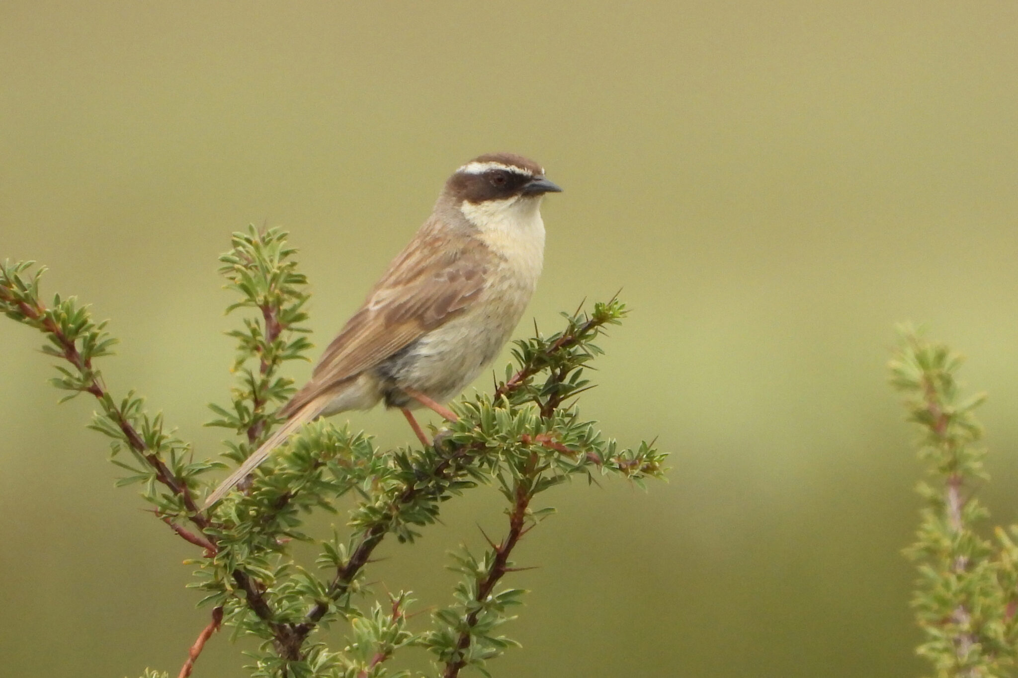 Brown Accentor