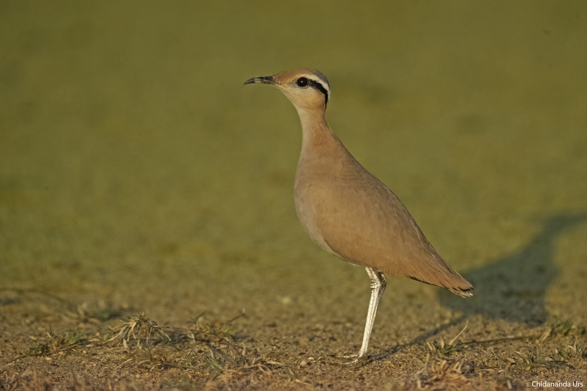 Cream-coloured Courser
