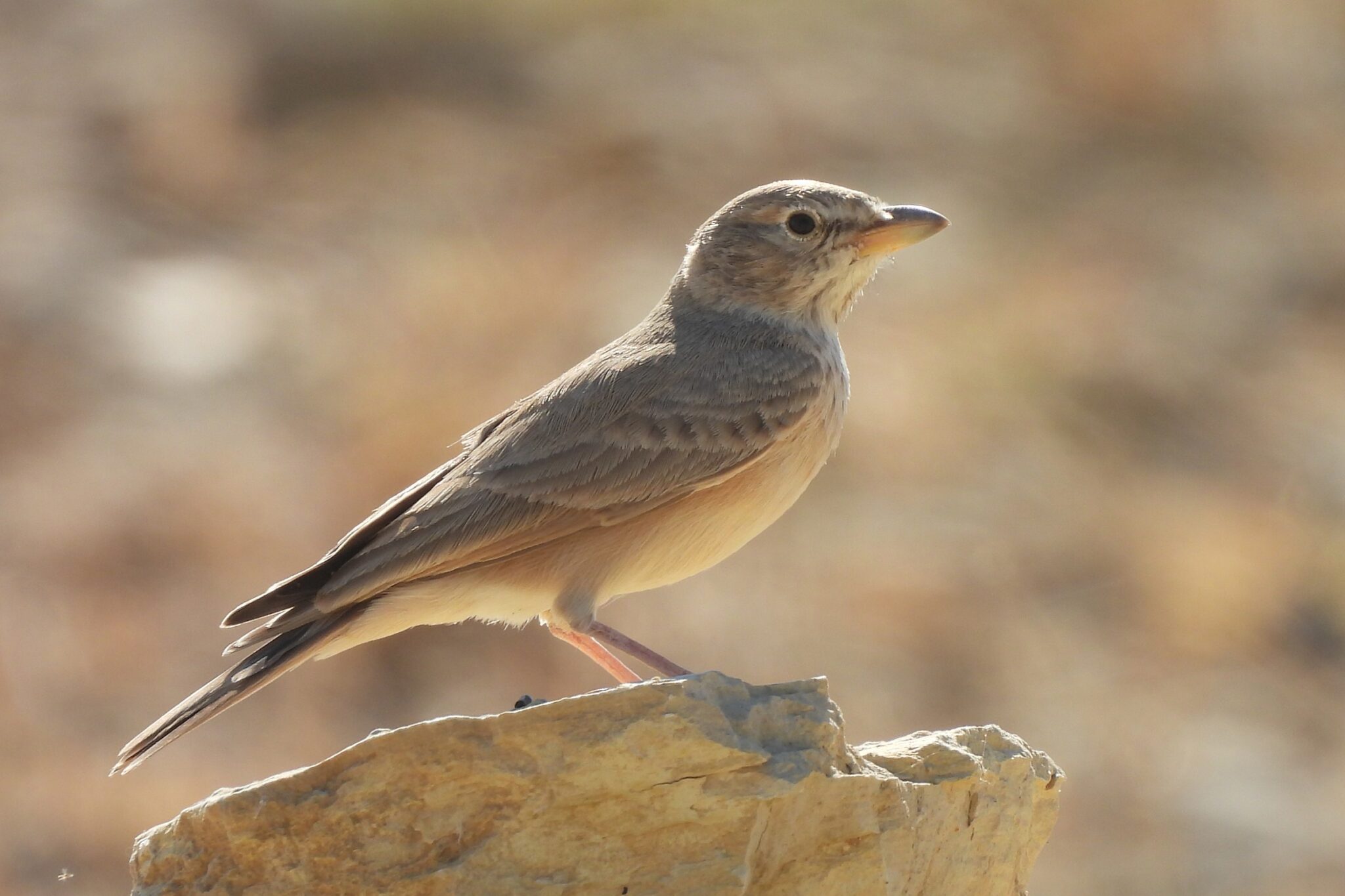 Desert Lark