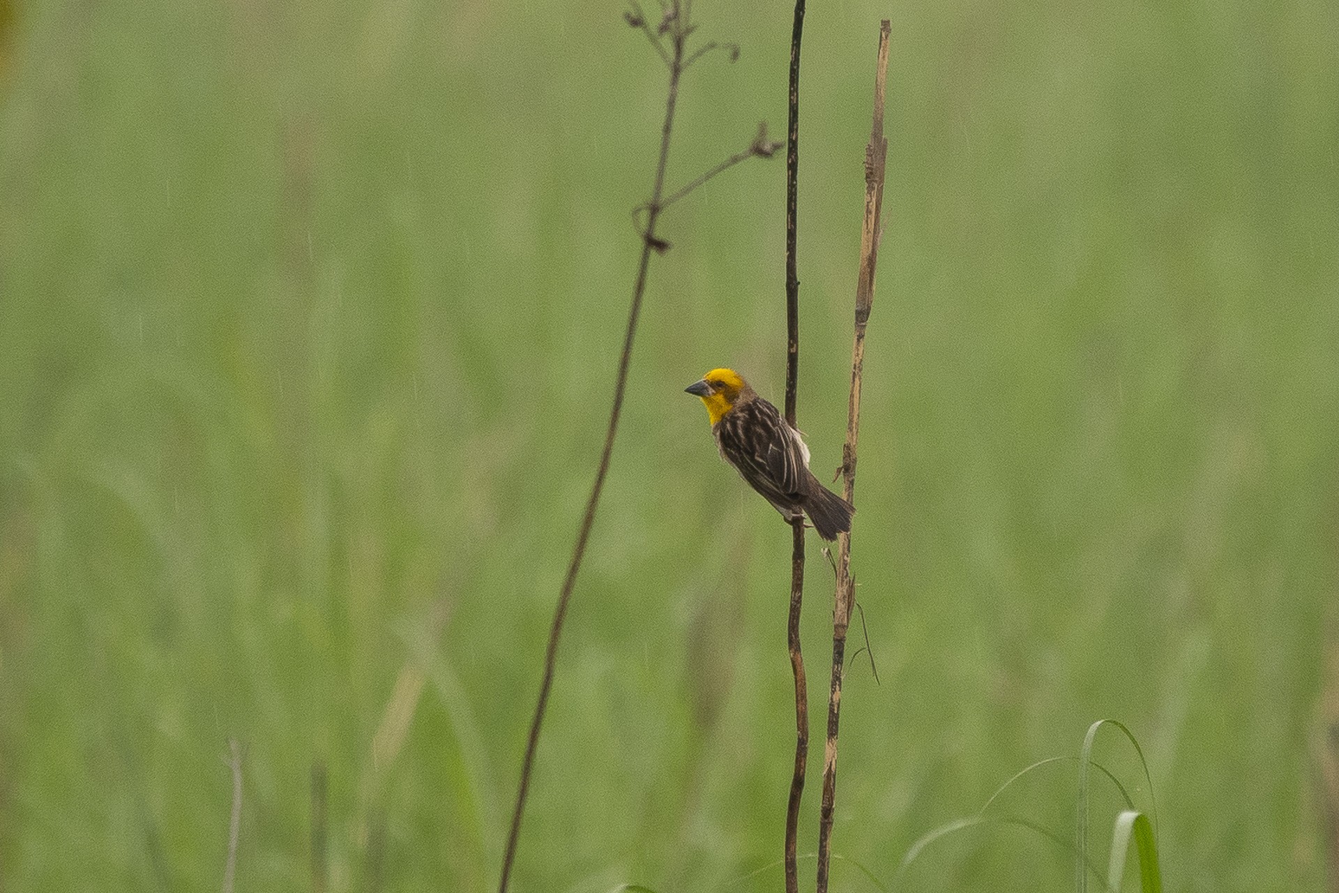 Finn's Weaver