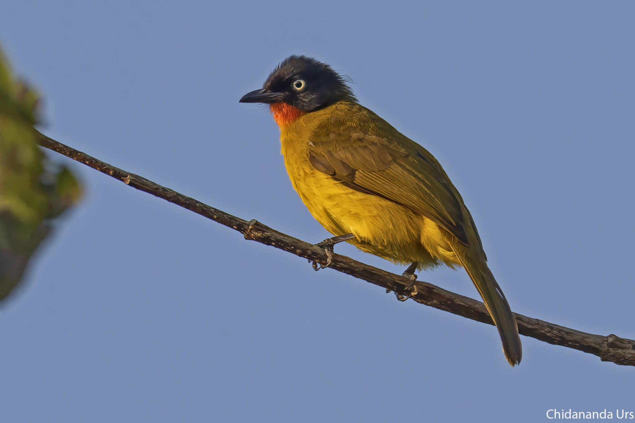 Flame-throated Bulbul