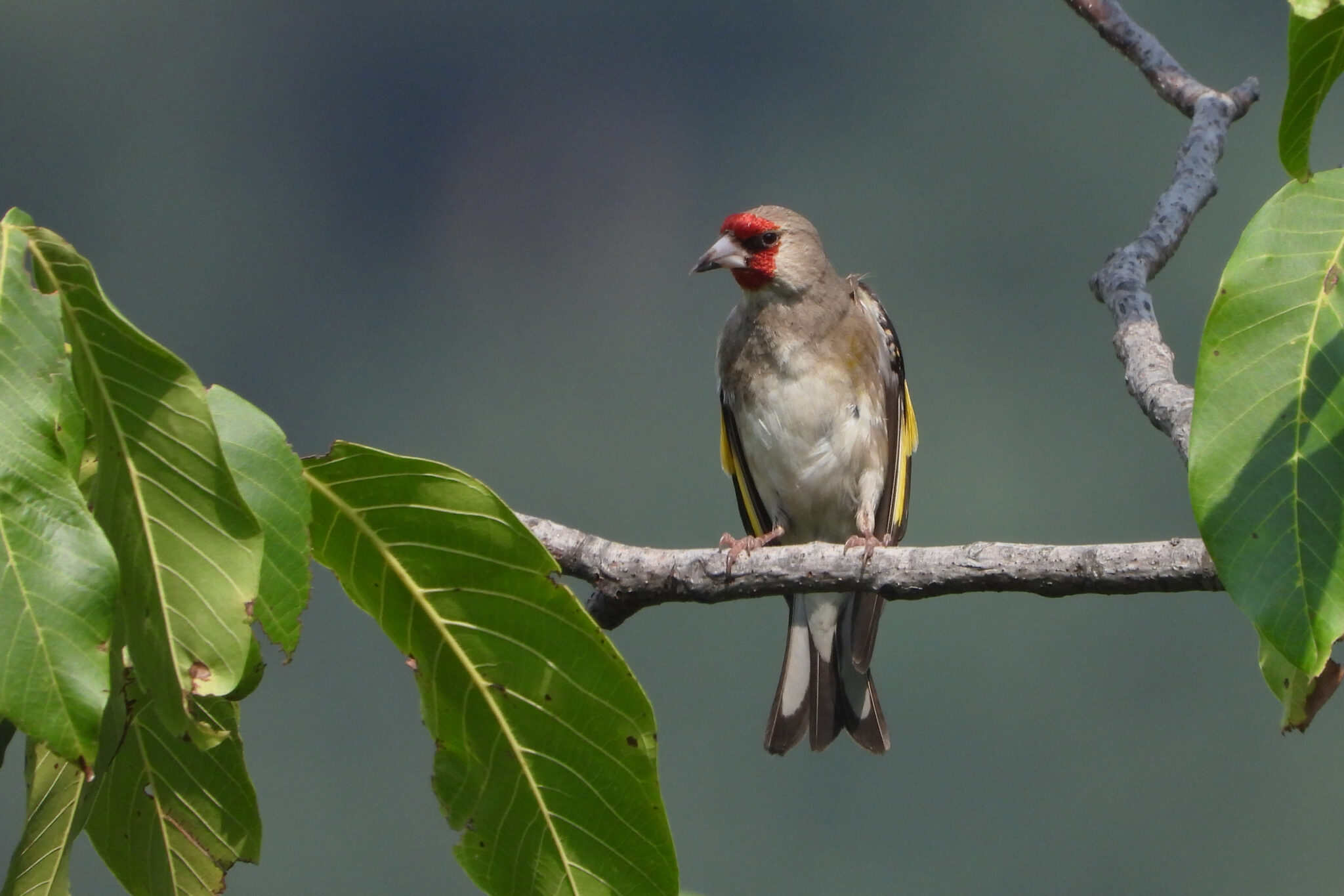 Grey-crowned Goldfinch