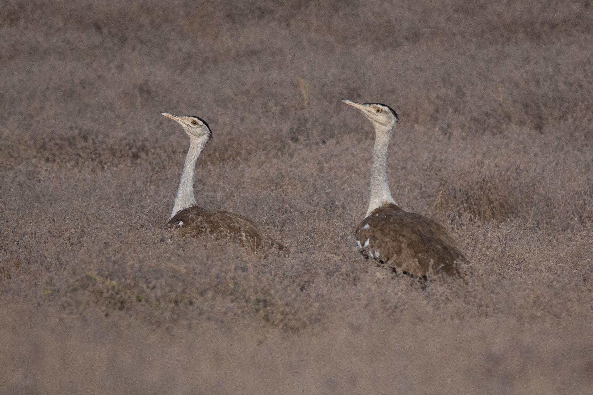 Great Indian Bustard