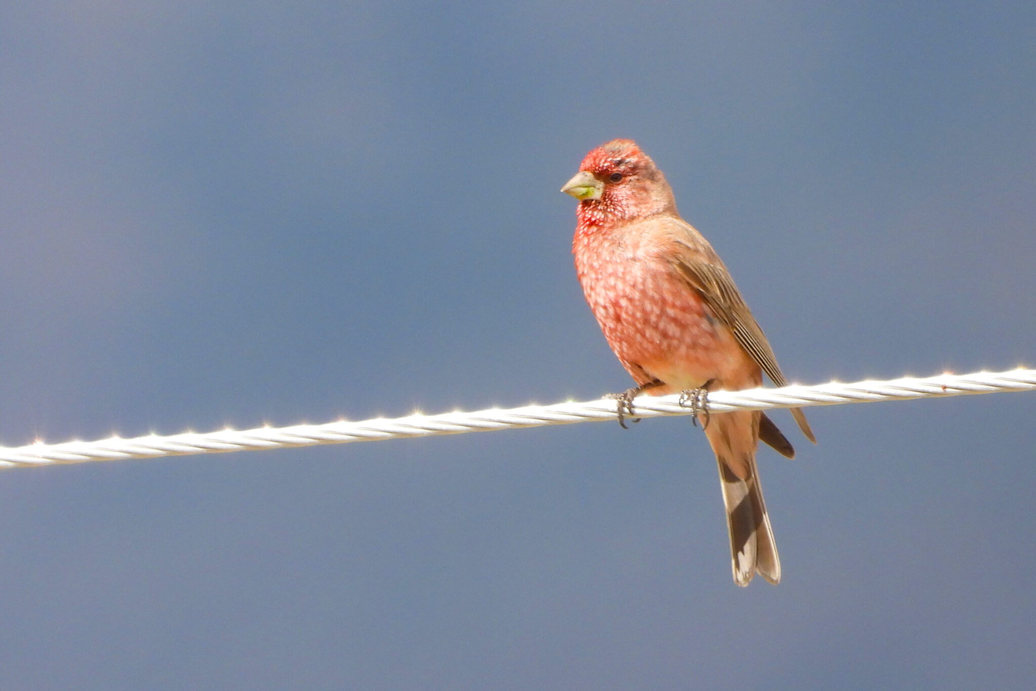 Great Rosefinch