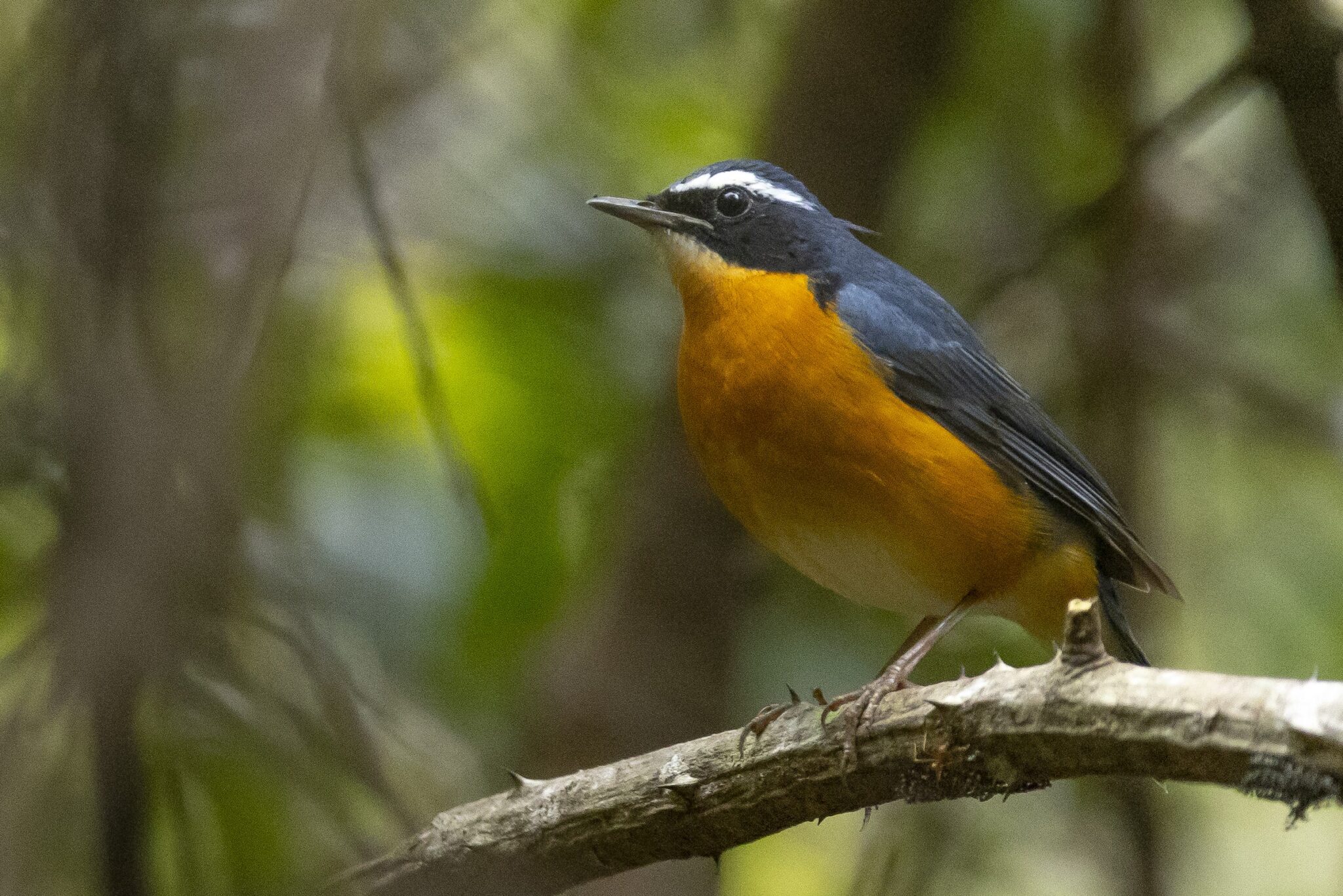 Indian Blue Robin