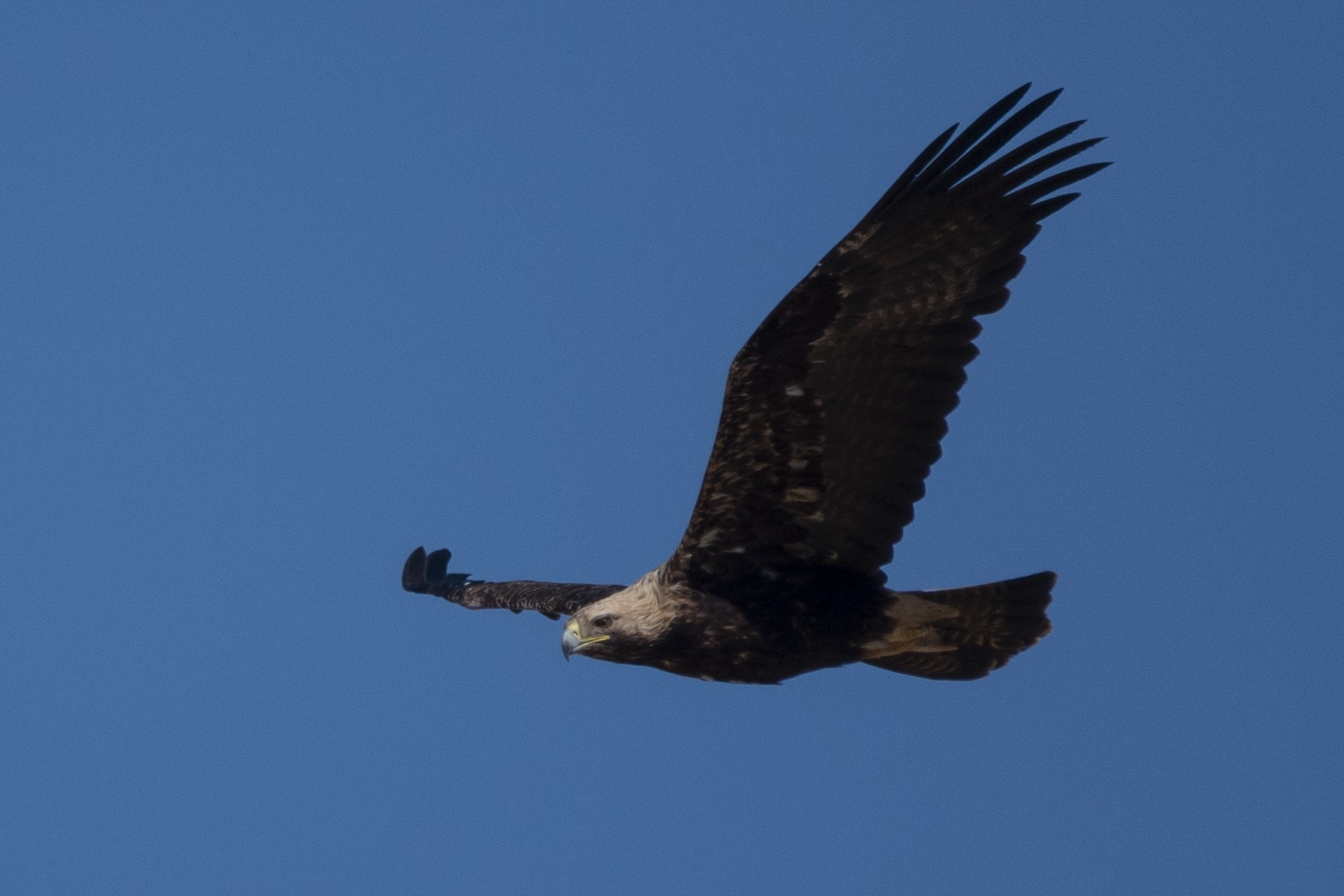 Eastern Imperial Eagle