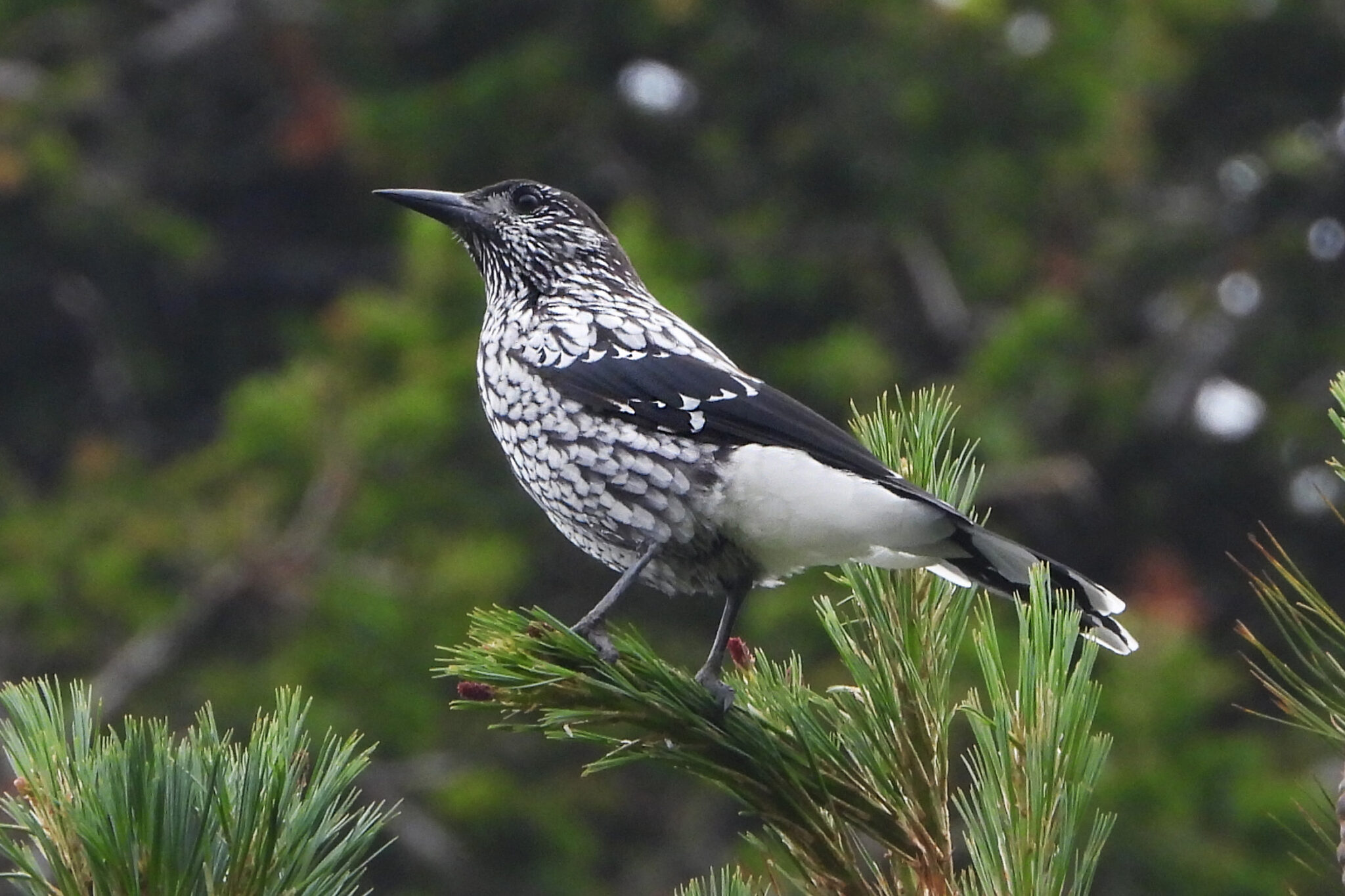 Kashmir Nutcracker