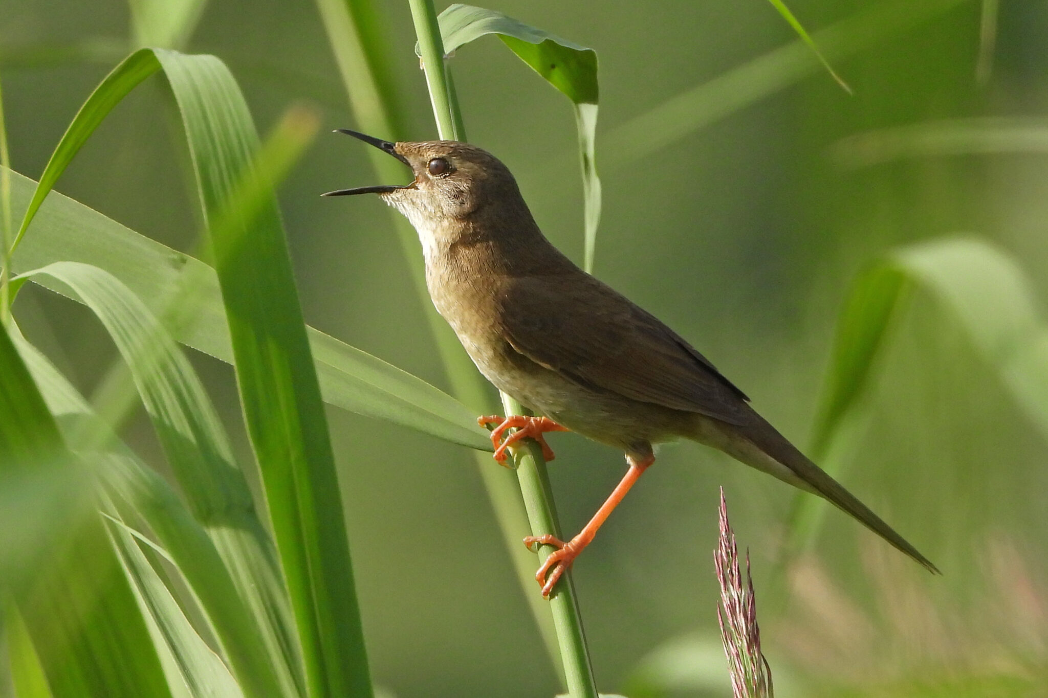 Long-billed Bush Warbler