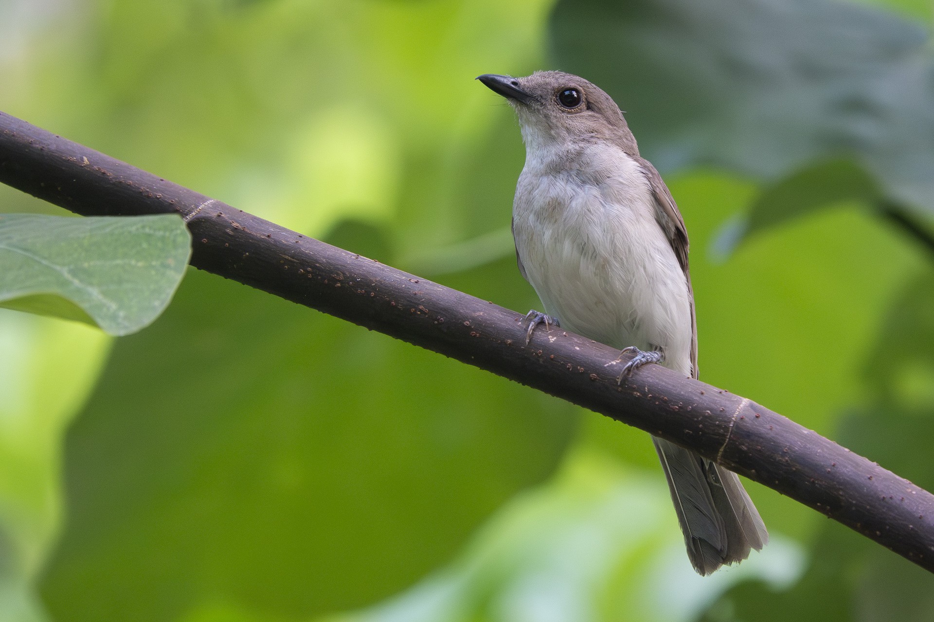 Mangrove Whistler