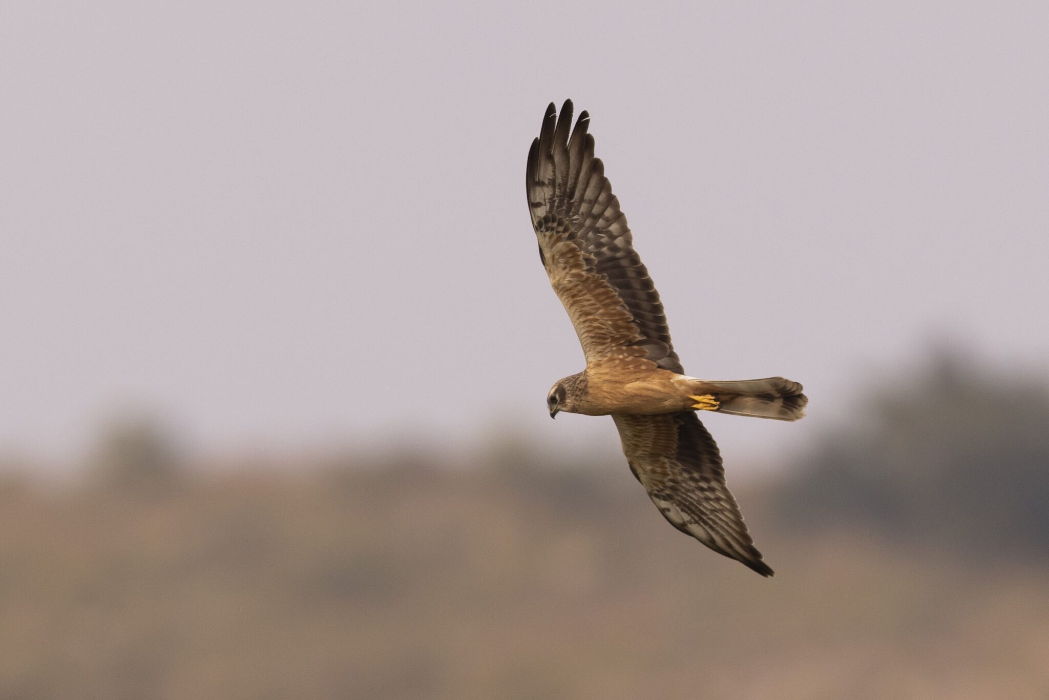 Montagu's Harrier