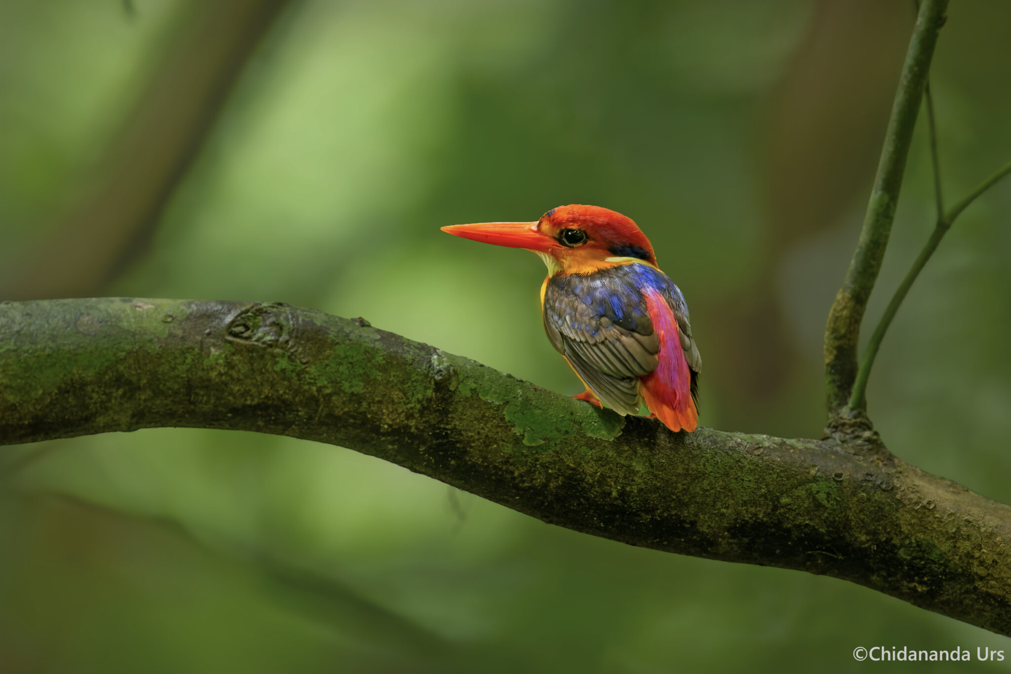 Black-backed Dwarf Kingfisher