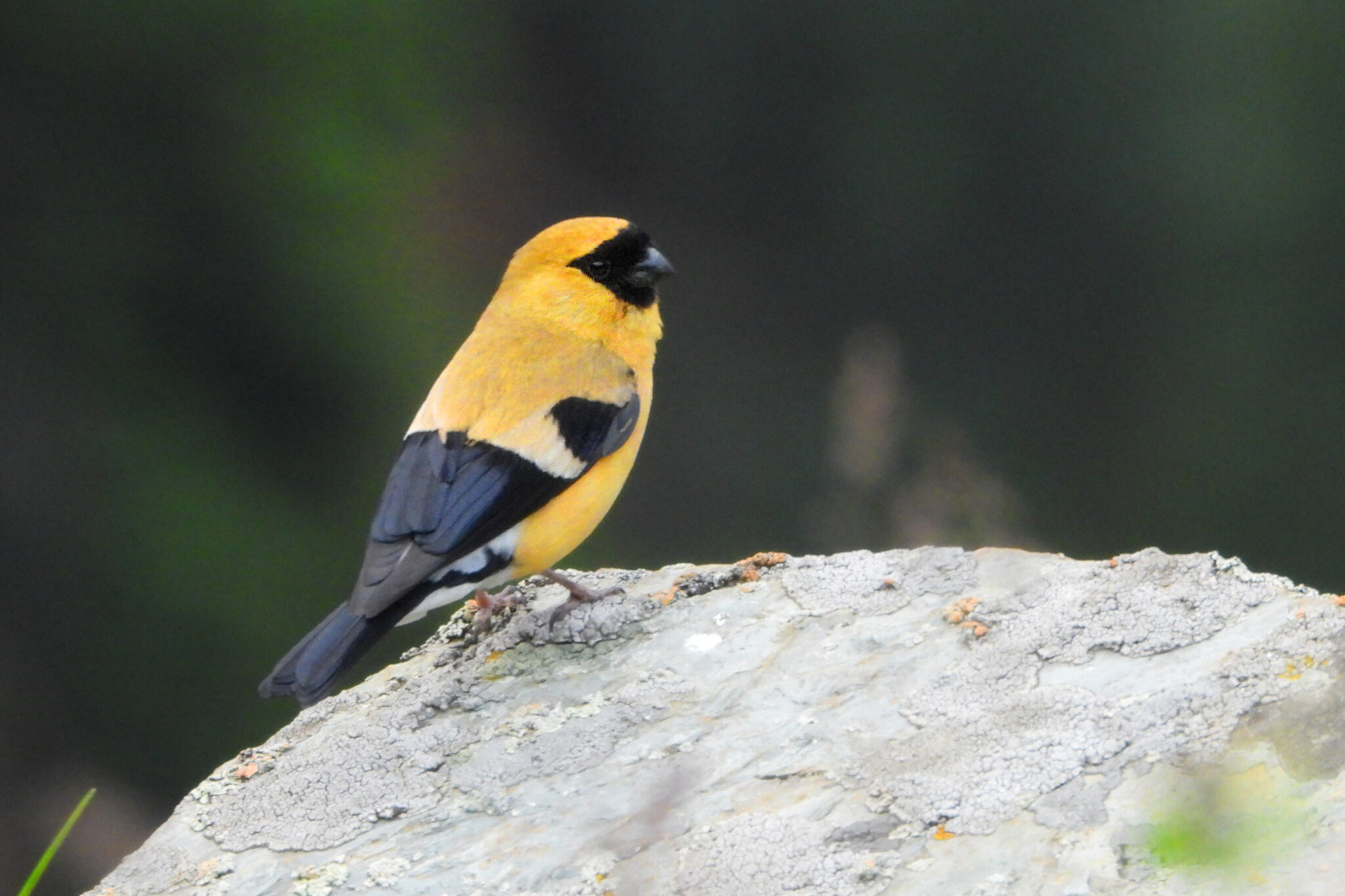 Orange Bullfinch