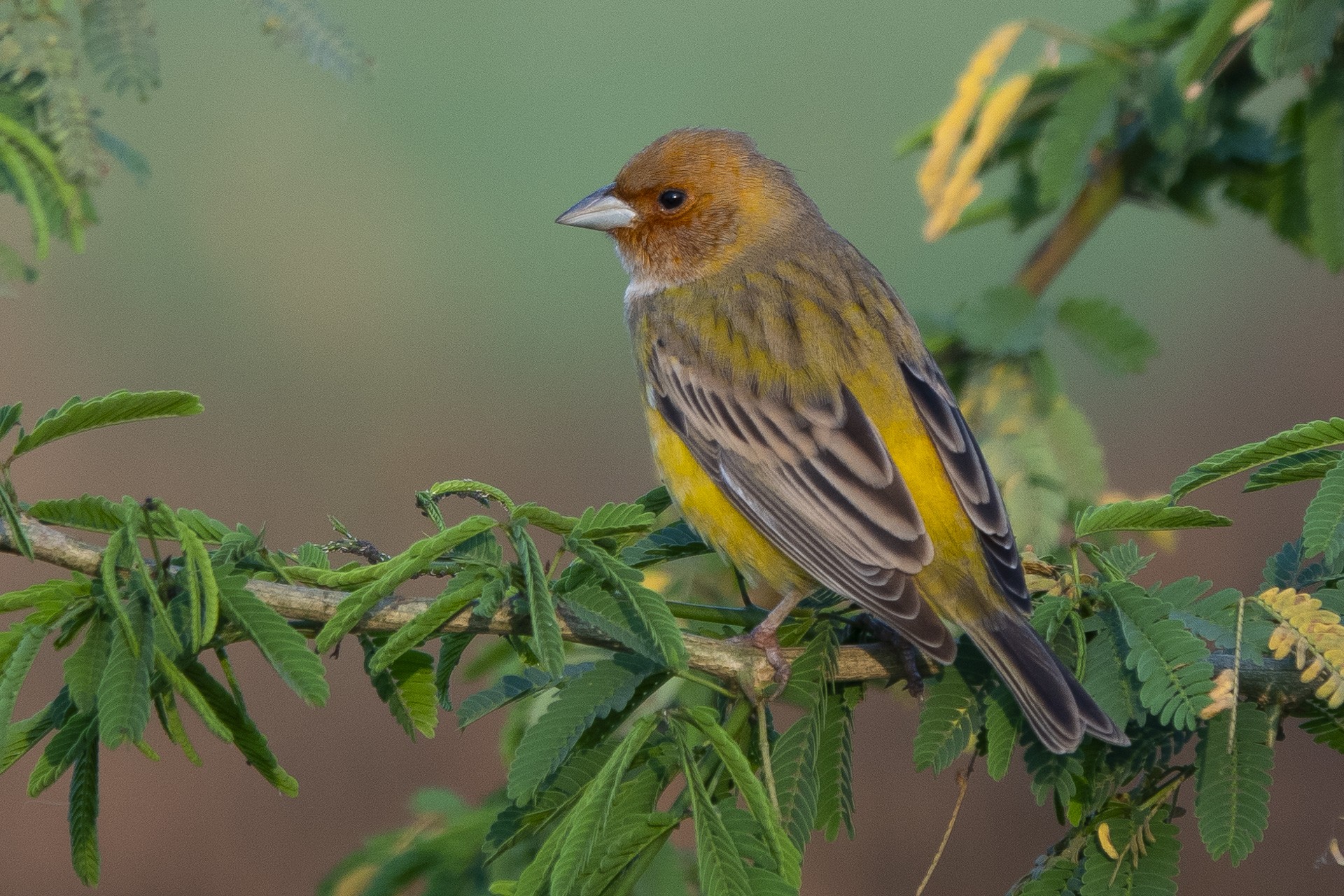 Red-headed Bunting