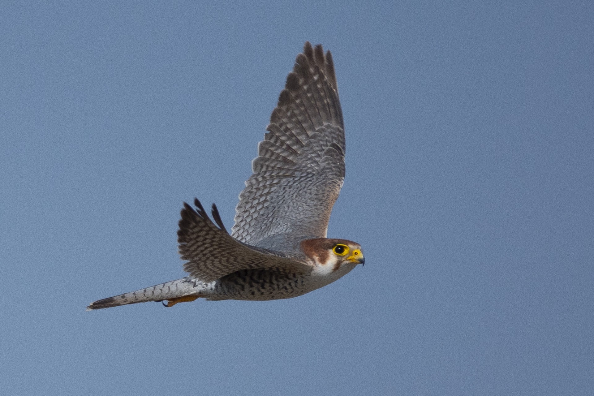 Red-necked Falcon