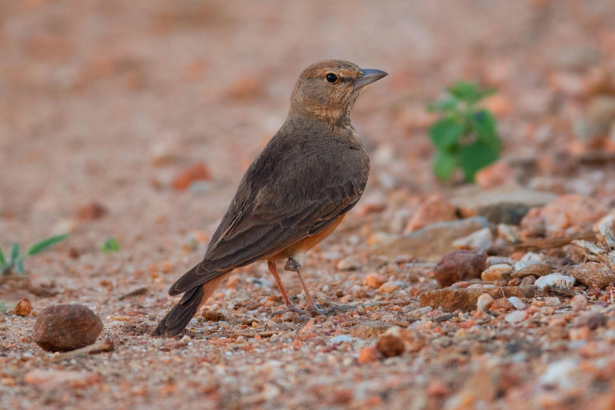 Rufous-tailed Lark