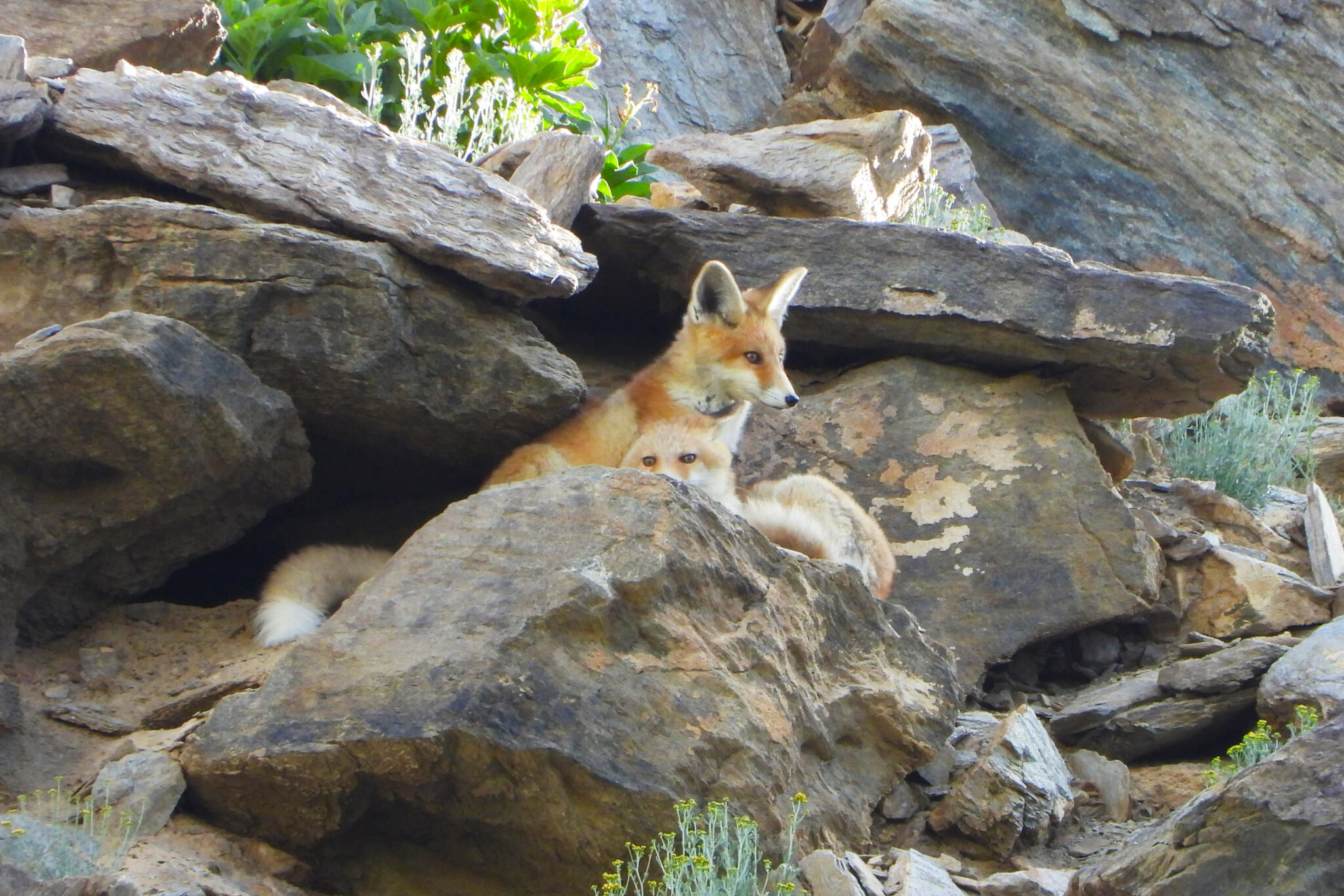 Red Fox
