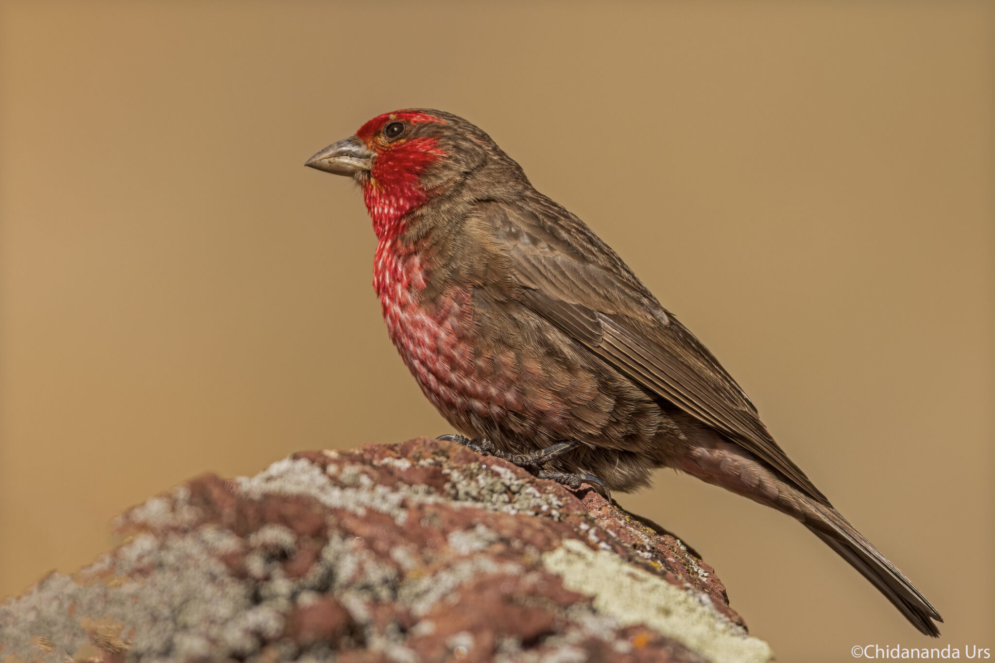 Red-fromted Rosefinch