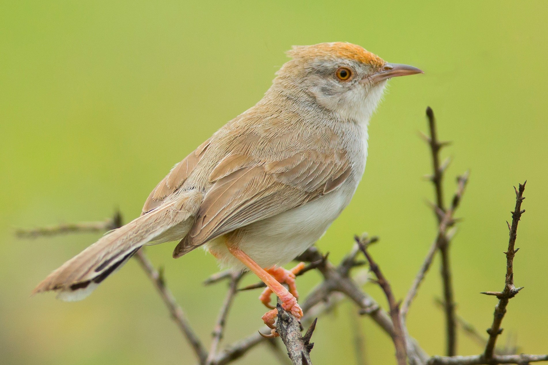 Rufous-fronted Prinia