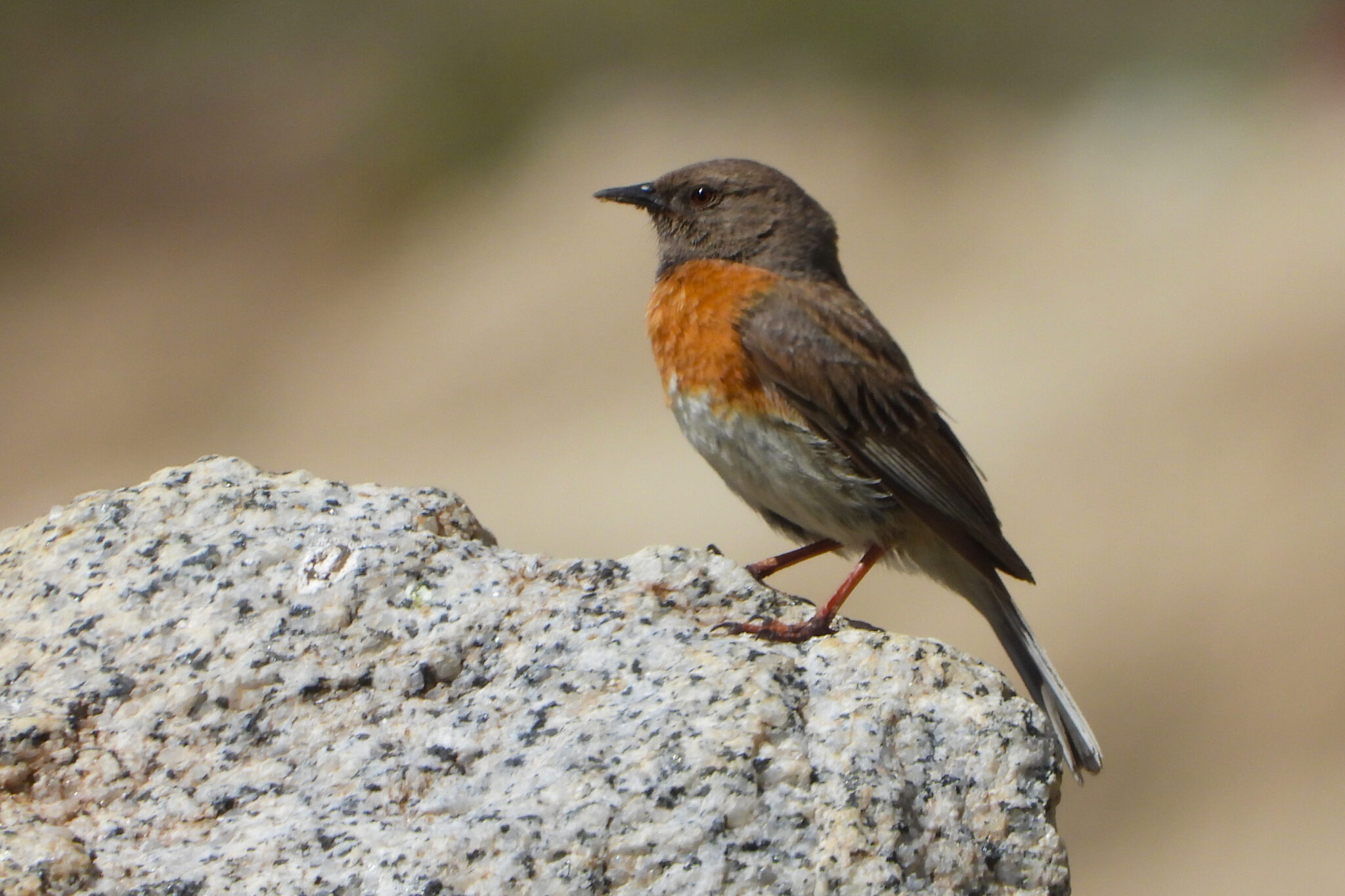 Robin Accentor